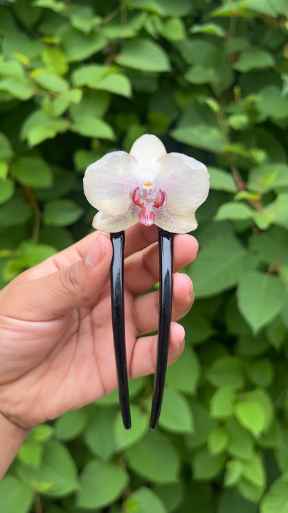 Raspberry Honey Drop Real Orchid Hair Pin (Sm)